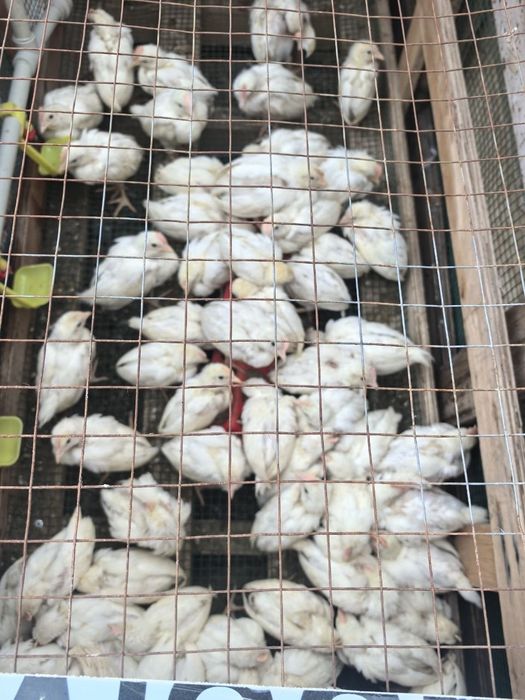 Продам петушков.