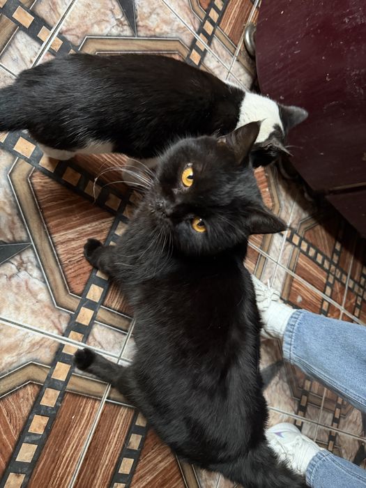 Породистый котик