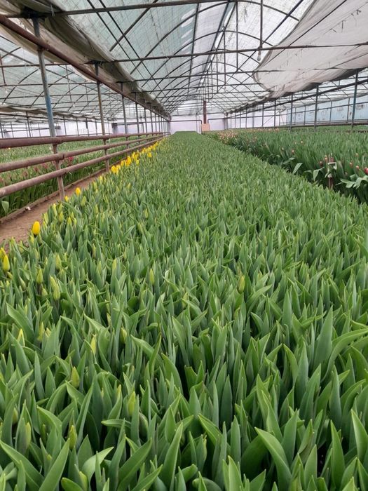 Тюльпан оптом 350 тг