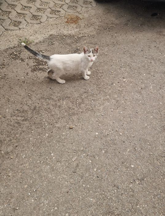 Adoptie pisic ,motan