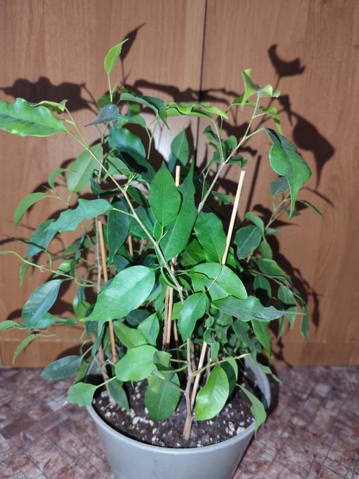 Продам фикус Бенджамина