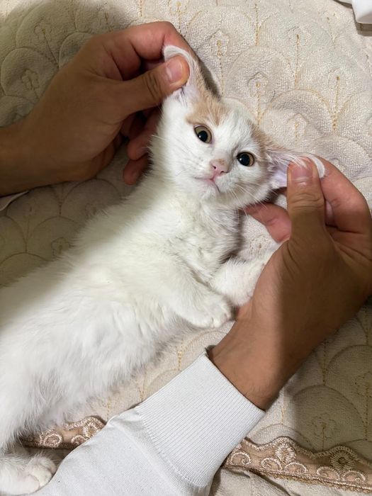 Котенок Малчик))