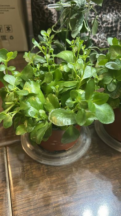 Срочно продается каланхоэ с доставкой