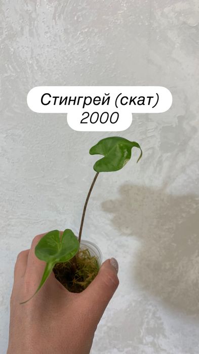 Детки алоказий разные.