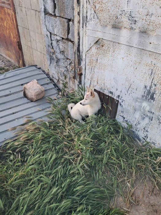 Продам щенка ЗСЛ 2,5 месаца.