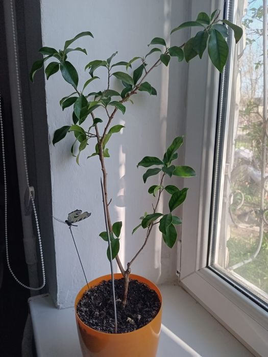 Фикус сорта Мокламе