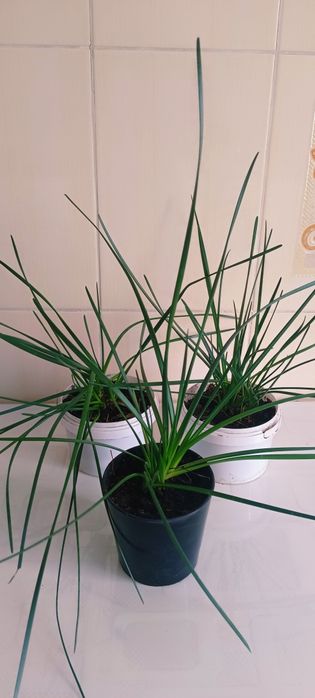 Комнатные цветы в горшках