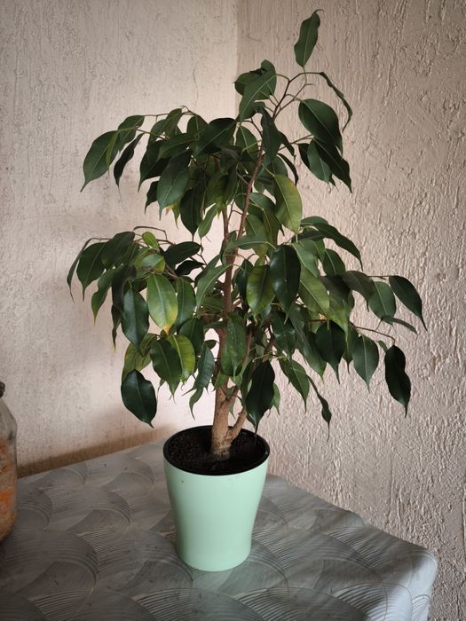 Цветы комнатные.