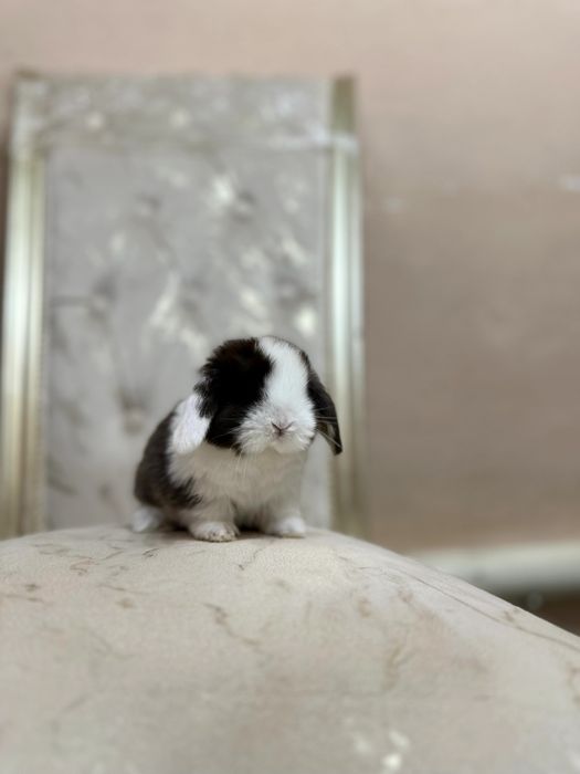 “O‘zbekistonda kamyob, Minilop Splint quyonlari – Premium daraja