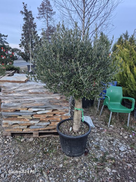 Maslin tuia  brazi plante