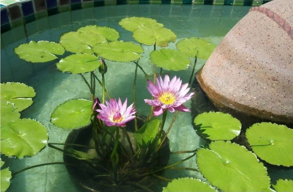 Ростки лотоса для аквариума.  Akvariumda usadigan lotos guli.