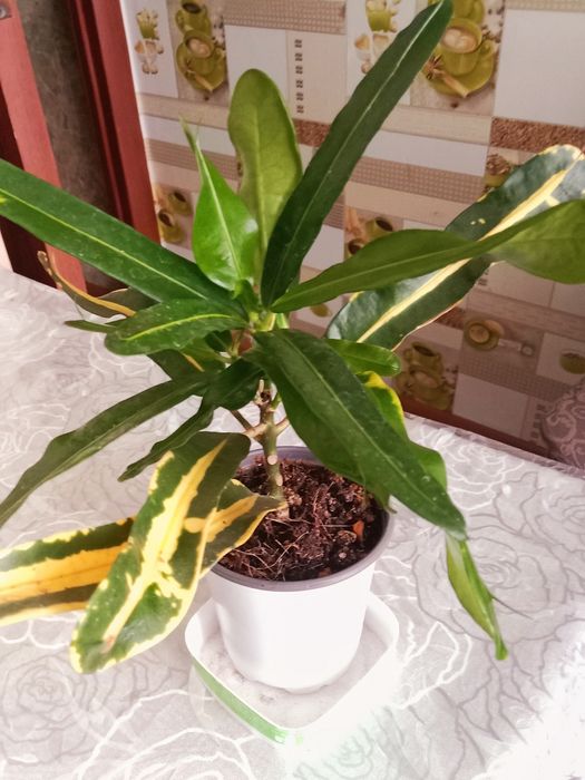 Кротон или кодиеум пёстрый