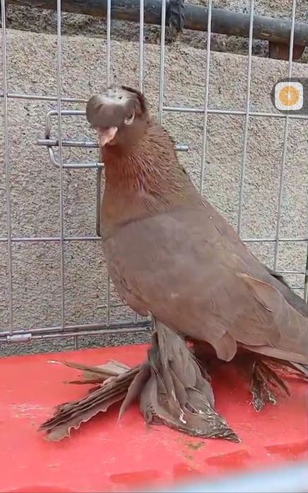 Продам голубей...