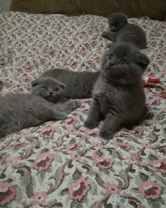 Шотландские котята