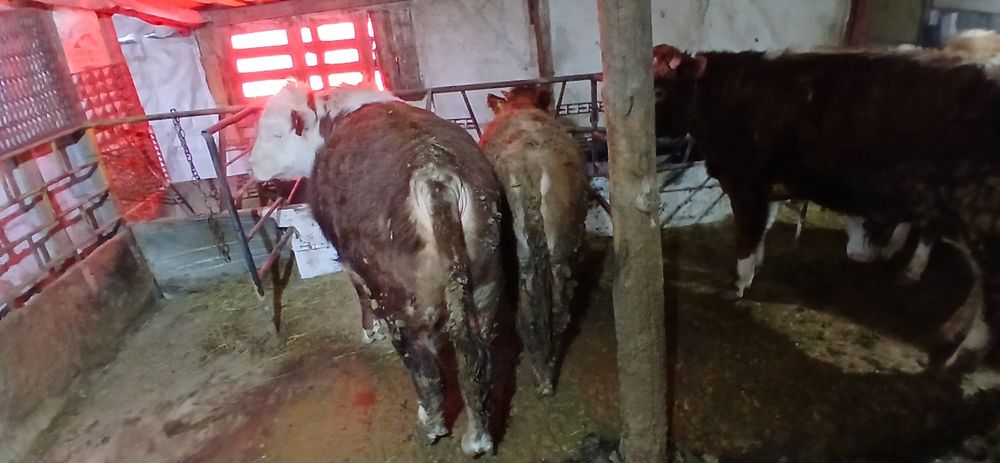 Продам три быка и одну телку возраст год