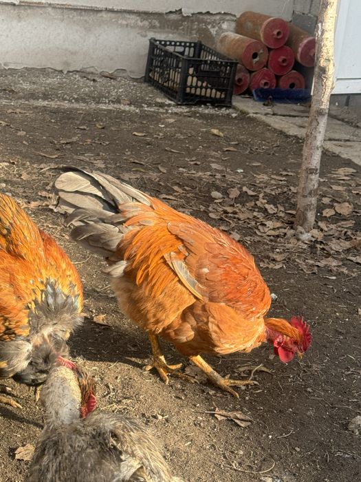 Продаю петухов молодняк