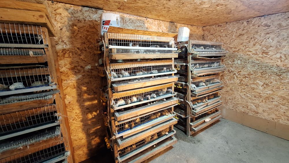 Перепелиные яйца