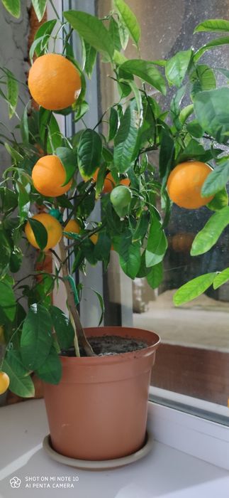 Мандарин плодоносящий