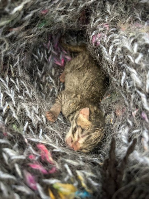 Отдам котенка в добрые руки