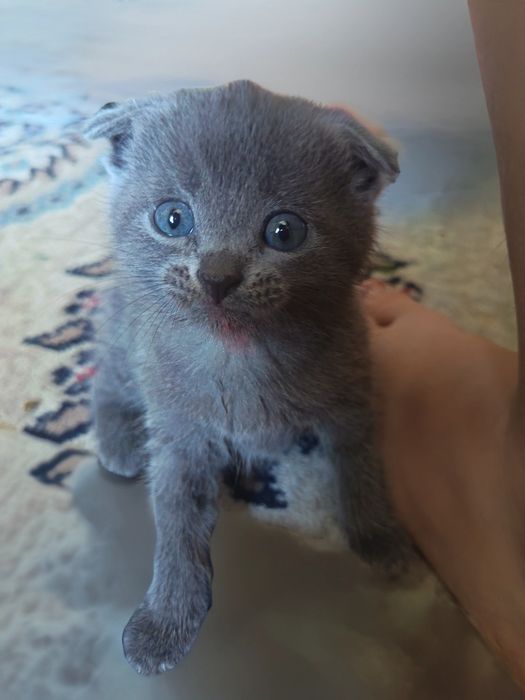 Продаются котята
