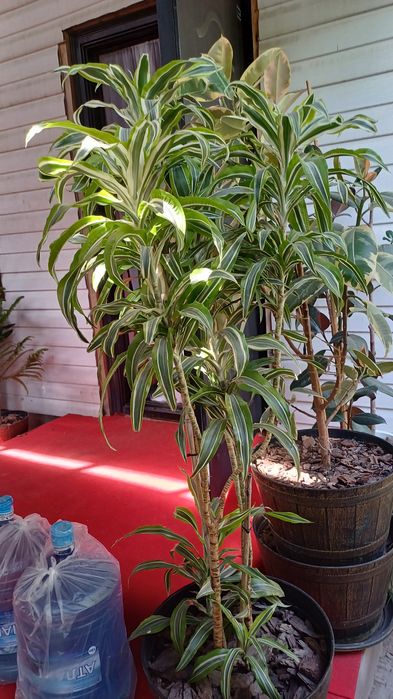 Цветы комнатные растения