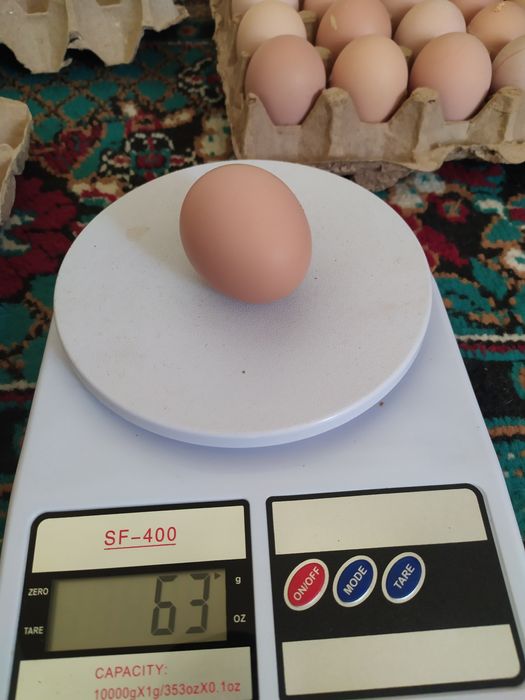 Инкубационные яйца  Кучинской Юбилейной породы