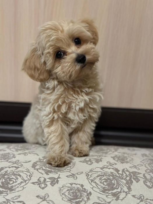 Мальтипу мальчики готовы к переезду