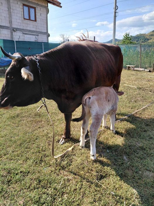 Vaca cu Vitel cauta alta casa