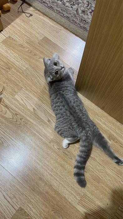 Кошка бесплатно