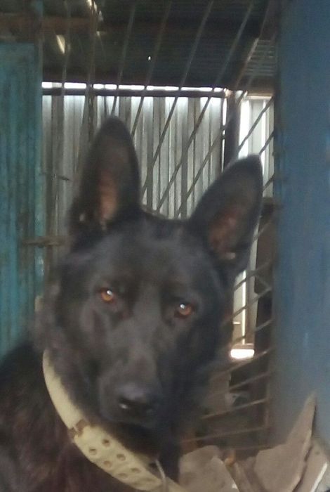 Продам щенка немецкой овчарки