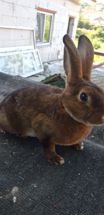 Iepuri din rasa urias si rex