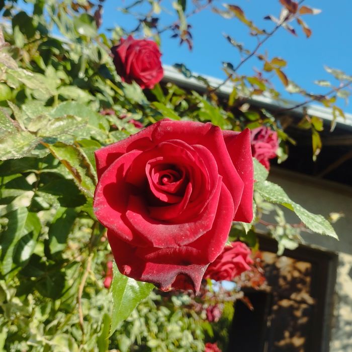 Атиргул 40 огайни кишгачон гулайдигани