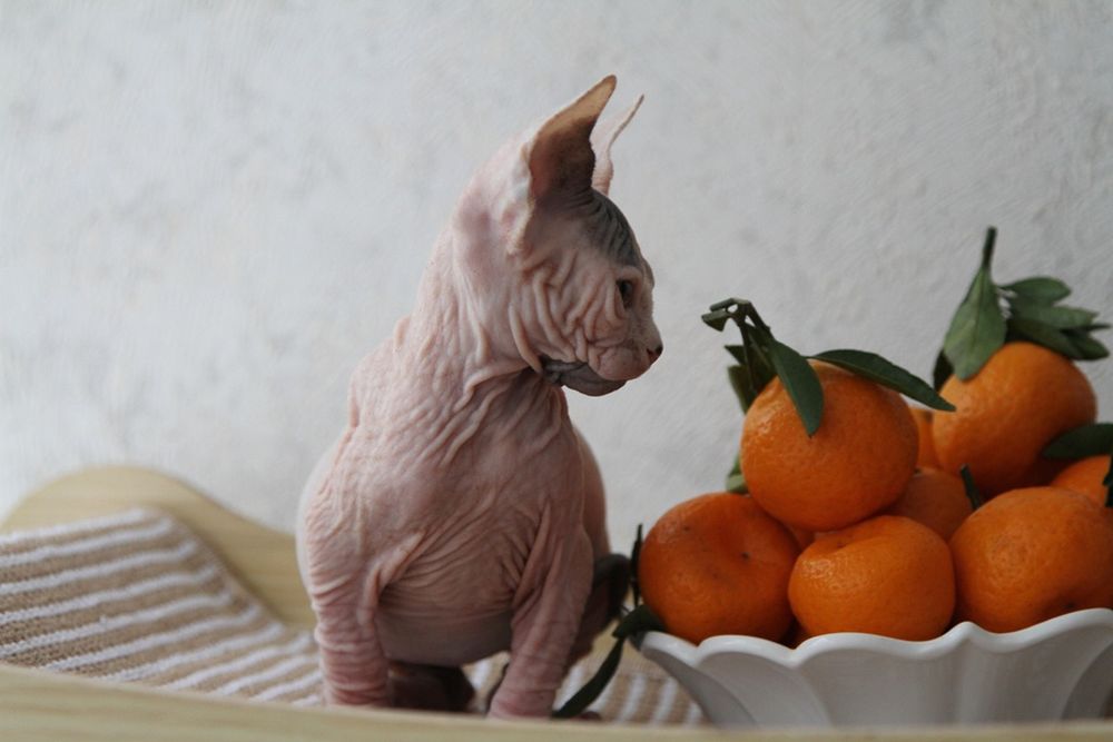 Котята канадского сфинкса. Доставка