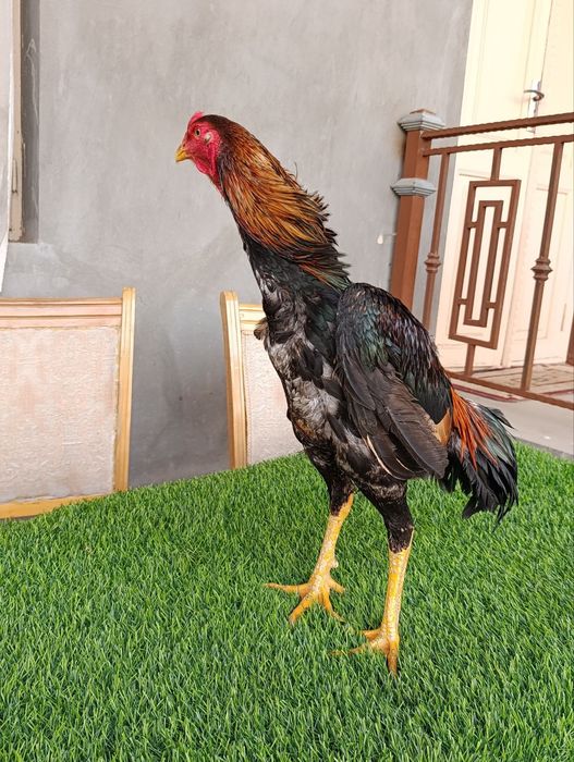 Dakan xoroz sotiladi