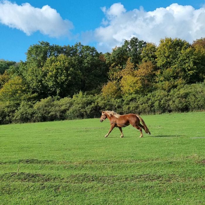 Vând 2 mânze si un mânz