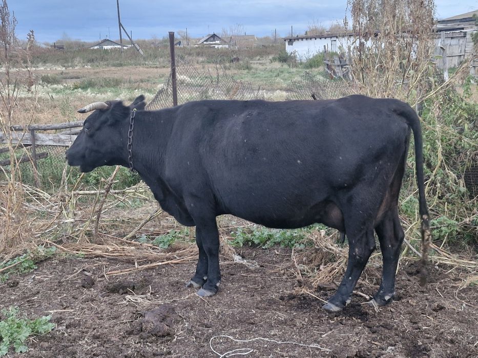 Продам КРС находиться не в городе