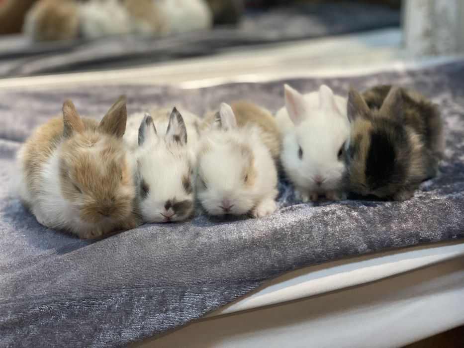 Iepurasi pitici de vanzare