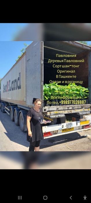 Павловния Шанг тонг