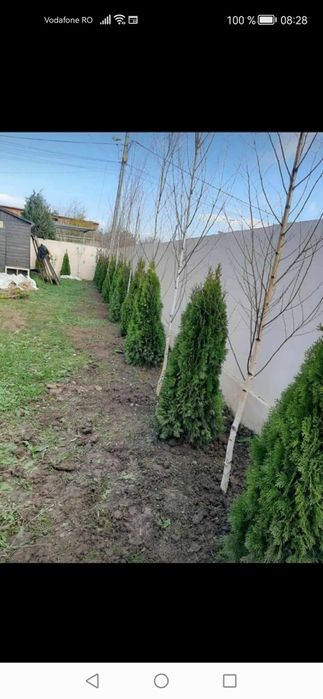 Plante decorative la pret de producător