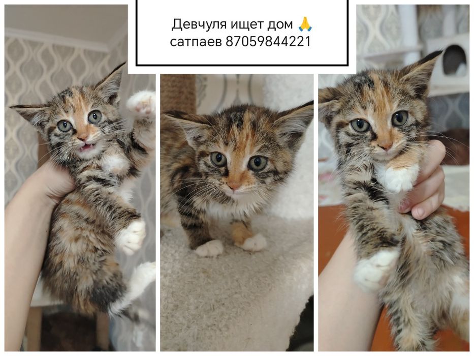 Отдам котят в добрые руки
