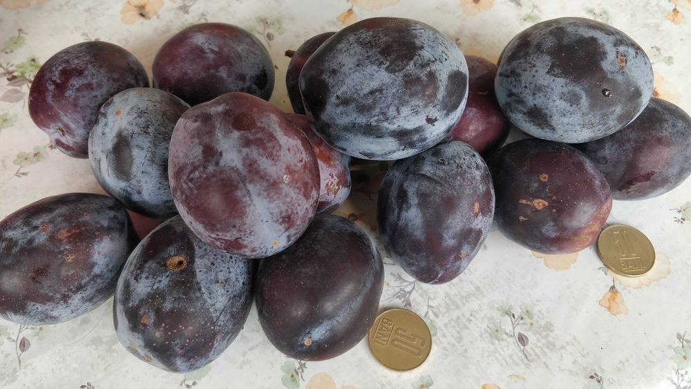 vând prune de masă, soiul renglot uriaș