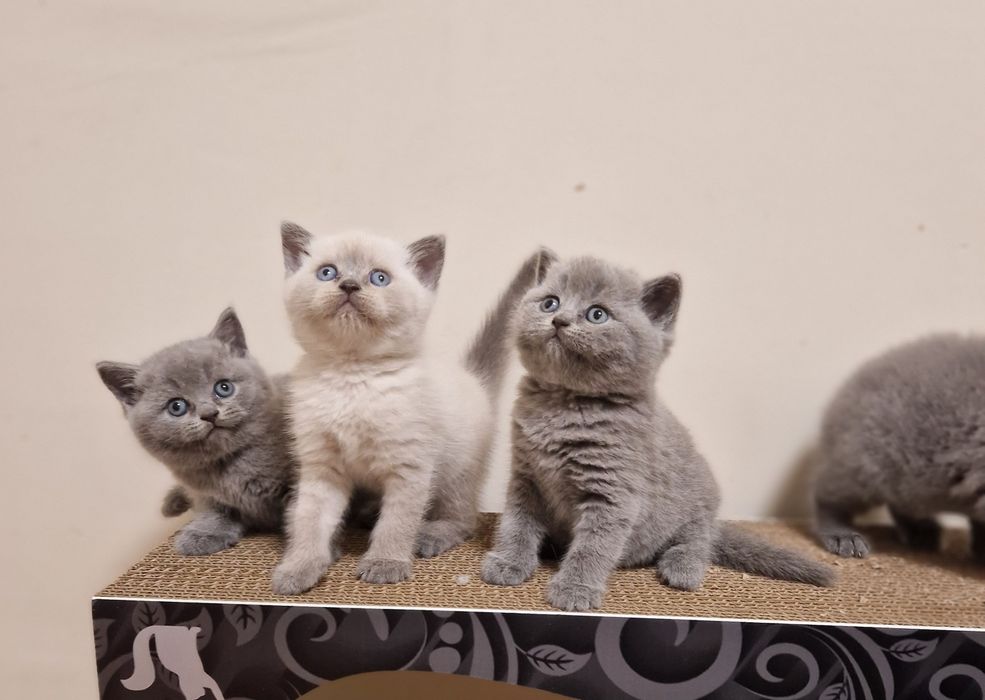Чистокръвни Британски късокосмести котенца