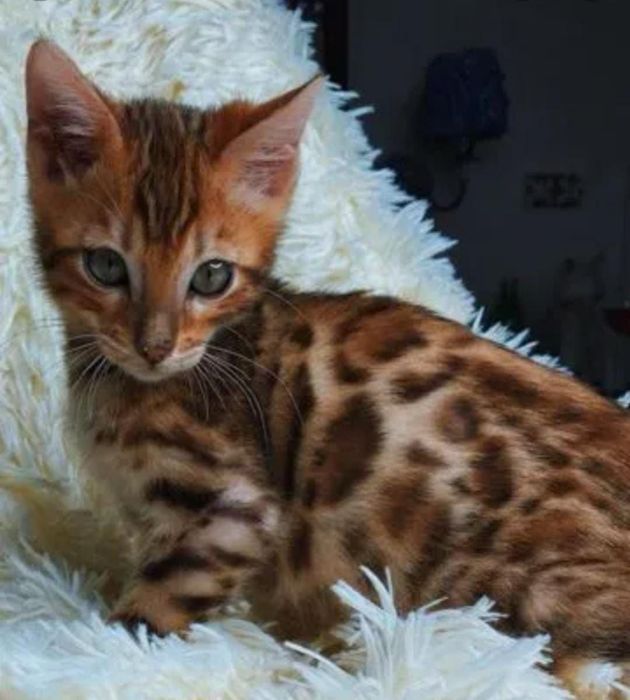 Золотые бенгальские котята