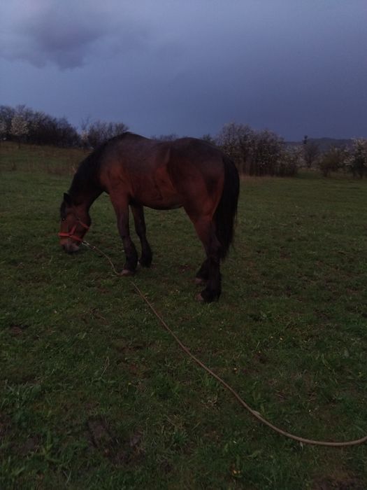 Vând manz  un an si 10 luni