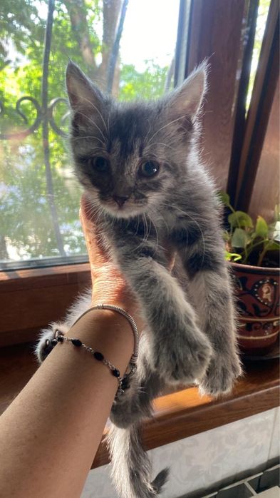 Котенок в добрые руки