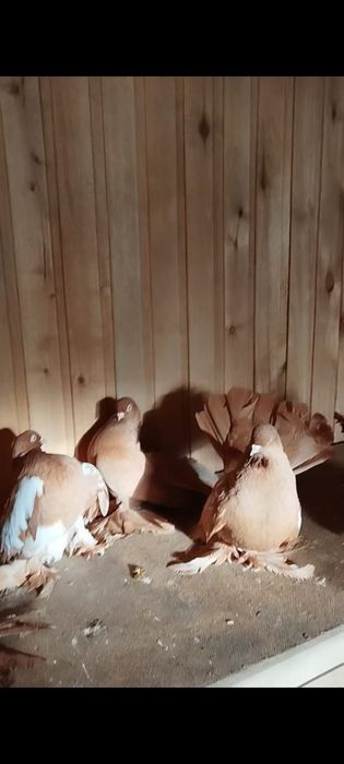 Продам голубей