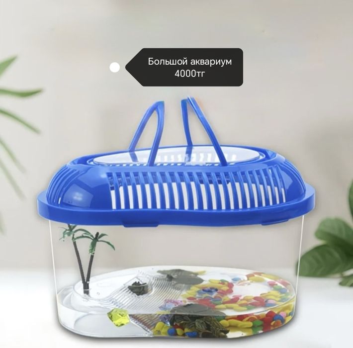 Маленькие черепахи