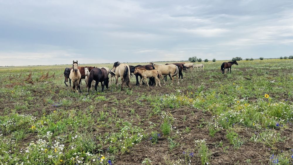 Продам бир уйір жылқы