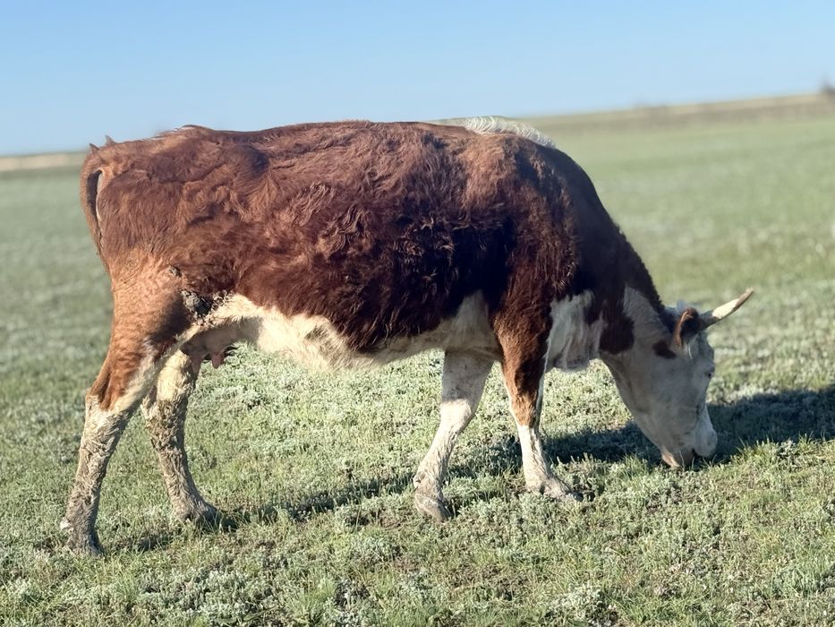 Продам  КРС 35 голов