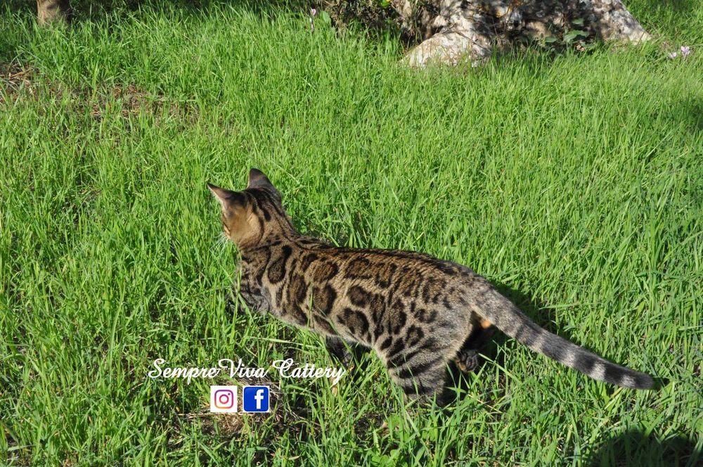 Бенгалска котка женска